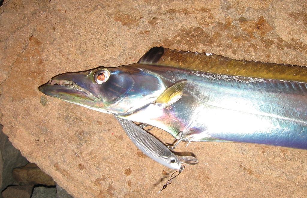 The author caught this hairtail while fishing off the breakwall adjacent to the casino at Townsville. Yes townsville © Gary Brown